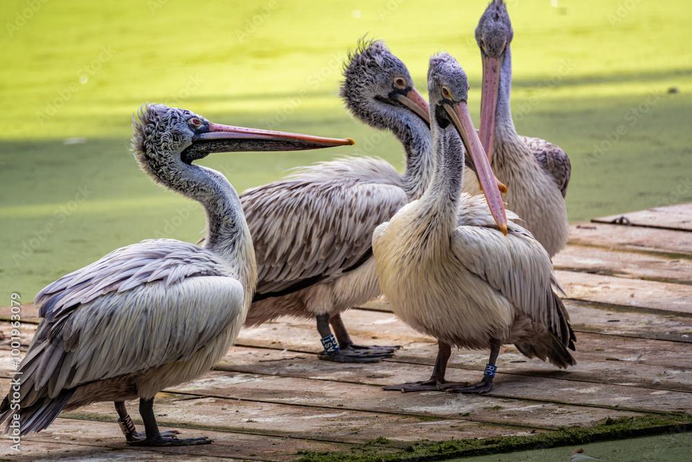 A group of pelicans resting on wooden planks near a greenish pond in a serene natural setting during midday A group of pelicans resting on wooden planks near a greenish pond in a serene natural setting during midday