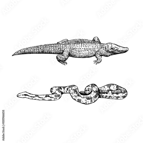 Boa constrictor and crocodile isolated on white background. Black snd white ink hand-drawn vector illustration in retro style.