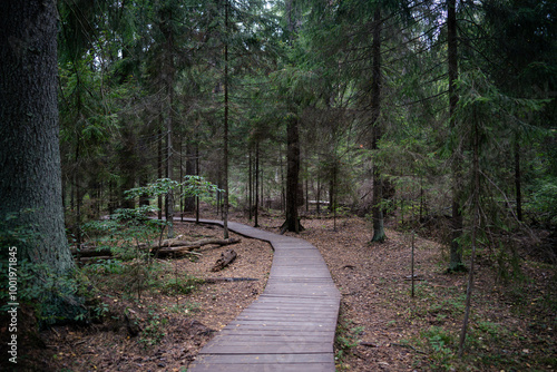 Ecological winding wooden plank path through dark coniferous spruce woods in Komarovo, Russia. Natural eco trail through autumn forest. Nature trail hike.  photo