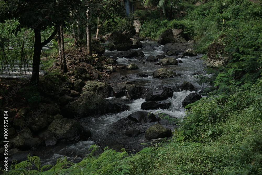 river in the forest