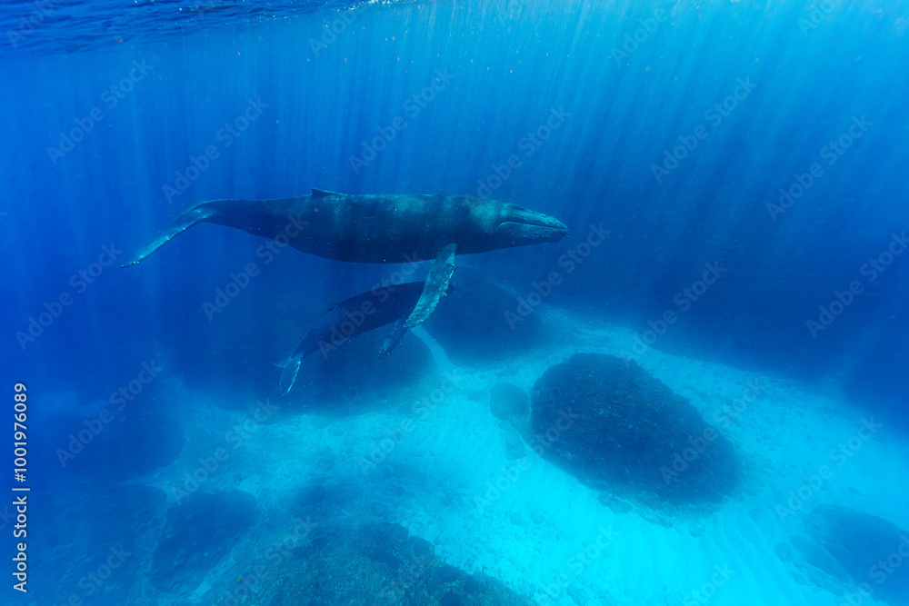 ザトウクジラの親子