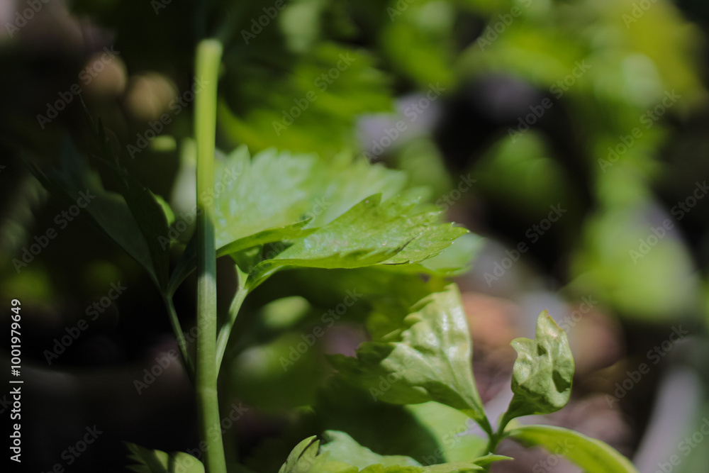 Obraz premium Green celery leaf with blur background, close up photo