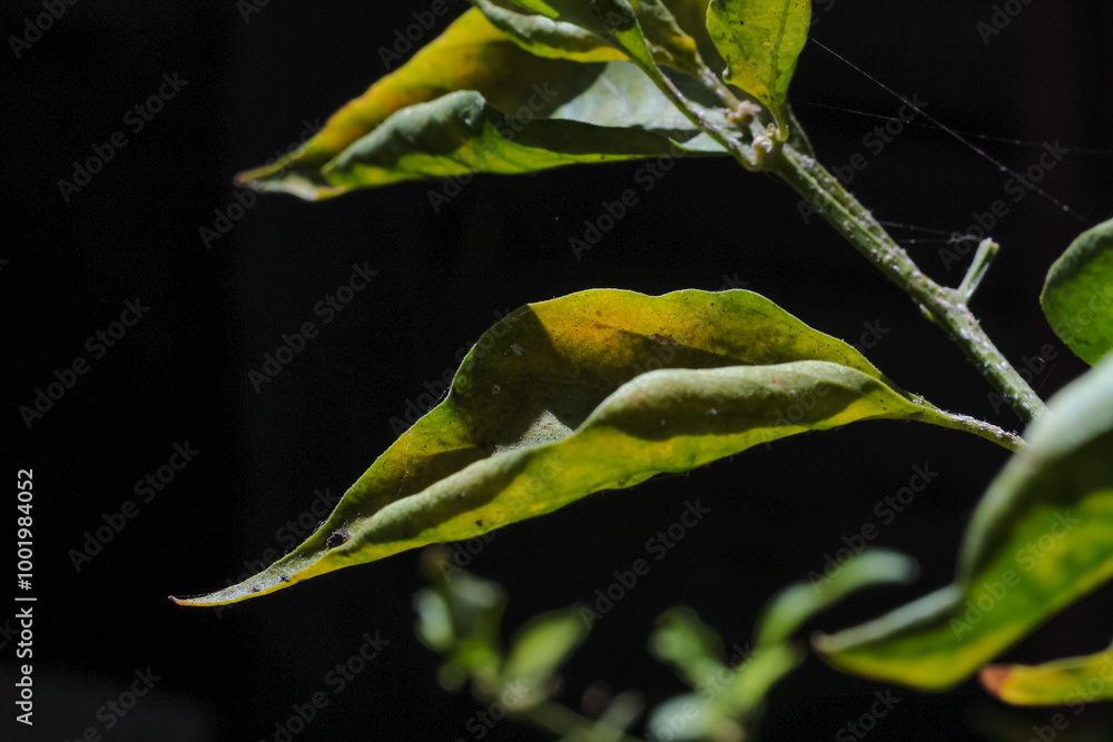 Green leaves of cayenne pepper on a blurred background