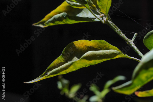 Obraz na płótnie Green leaves of cayenne pepper on a blurred background w salonie