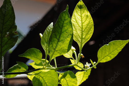 Green leaves of cayenne pepper on a blurred background