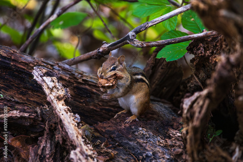 a chipmunk holding a leaf in it's mouth