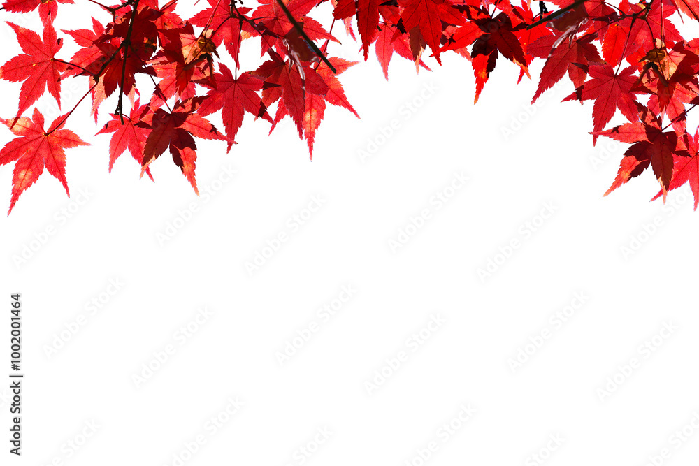 Red maple leaf on a white background. Red maple leaf on a white background.