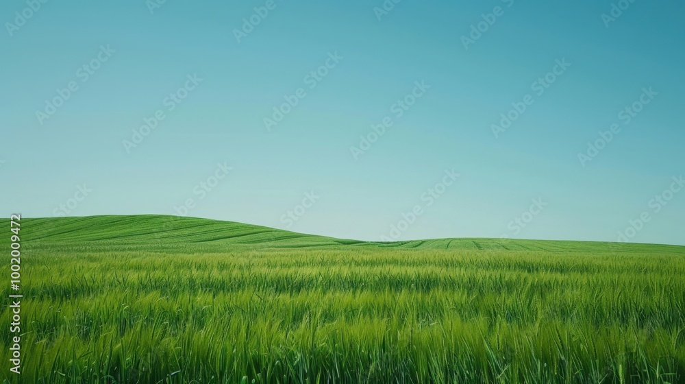 Lush Green Field Under Clear Blue Sky Lush Green Field Under Clear Blue Sky