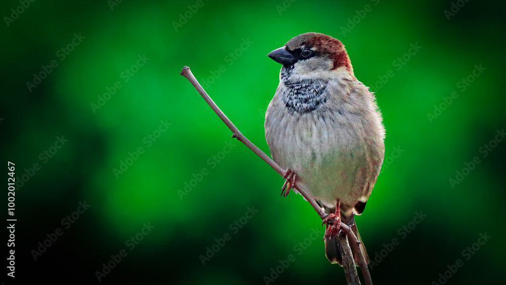 Naklejka premium 20240930003 - 1