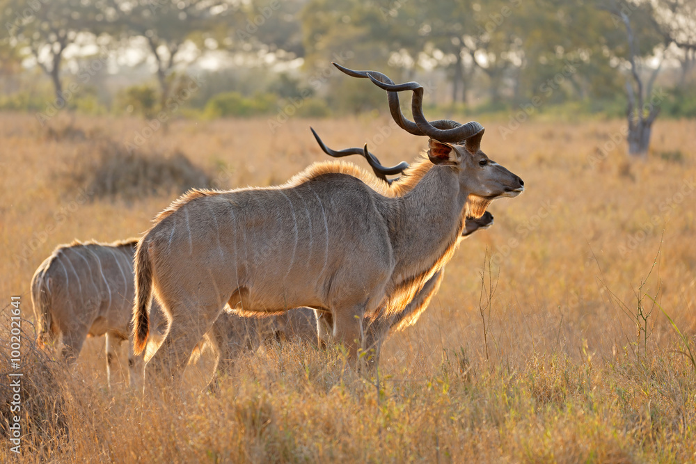 Backlit kudu antelopes (Tragelaphus strepsiceros), Kruger National Park, South Africa. Backlit kudu antelopes (Tragelaphus strepsiceros), Kruger National Park, South Africa.