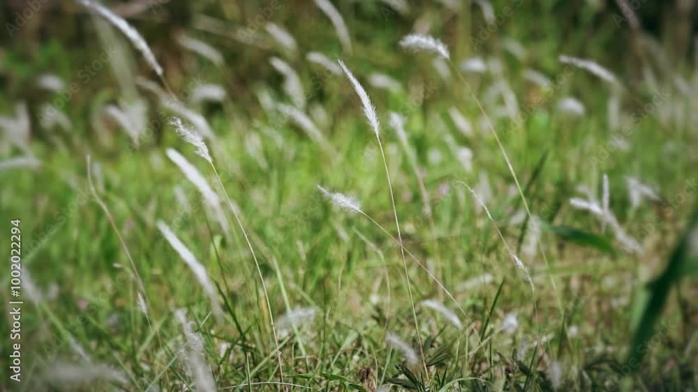 Nature writing wind blowing grass empty mirror mood video Nature writing wind blowing grass empty mirror mood video