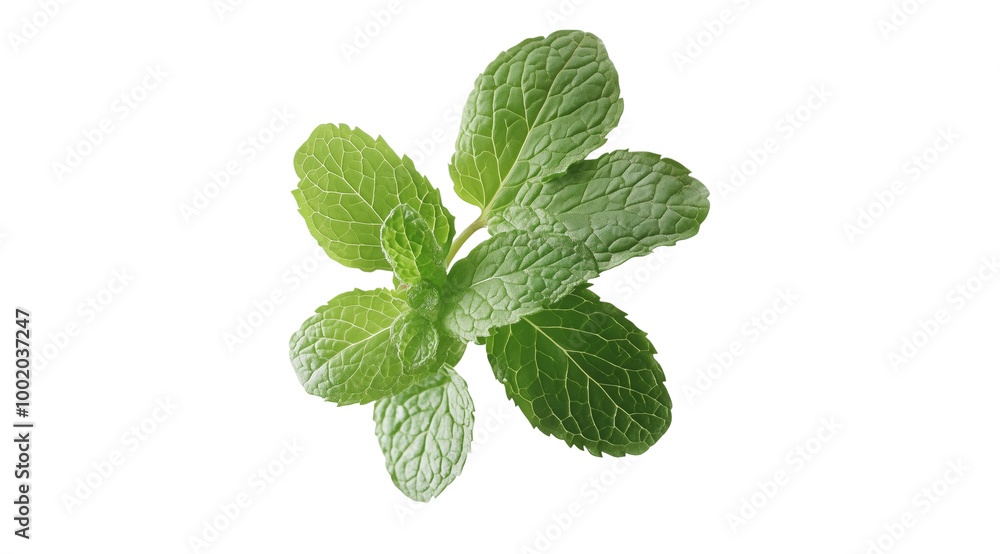 Sprig of mint top view, created with Generative AI technology, PNG Sprig of mint top view, created with Generative AI technology, PNG