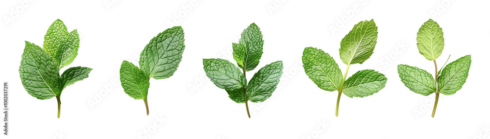 Mint sprigs in a row, created with Generative AI technology, PNG Mint sprigs in a row, created with Generative AI technology, PNG