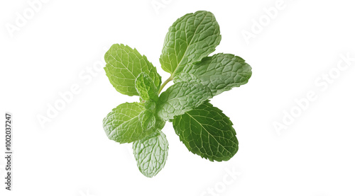 Sprig of mint top view, created with Generative AI technology, PNG