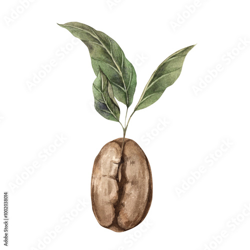 Sprouted roasted coffee beans with green fresh leaves. Watercolor hand-drawn illustration on isolated background. For design of corporate identity of shops and cafes, menus, postcards, stickers