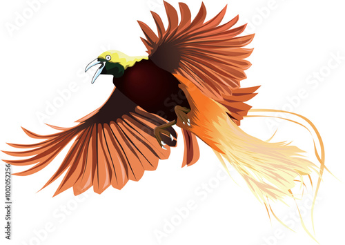 Birds of Paradise are members of the Paradisaeidae family of the Passeriformes order. Birds of Paradise are usually found in Indonesia