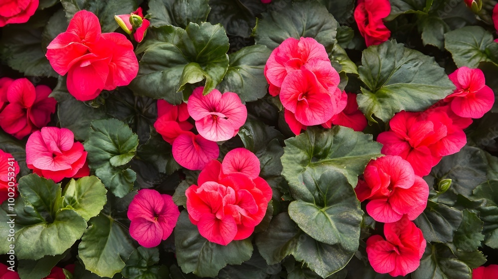 a cluster of vibrant flowers with large, lush green leaves. The flowers are predominantly red, with some having a pink hue. They are densely packed together, creating a colorful and lively display a cluster of vibrant flowers with large, lush green leaves. The flowers are predominantly red, with some having a pink hue. They are densely packed together, creating a colorful and lively display