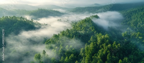 Aerial view of a lush green forest covered in fog at sunrise.