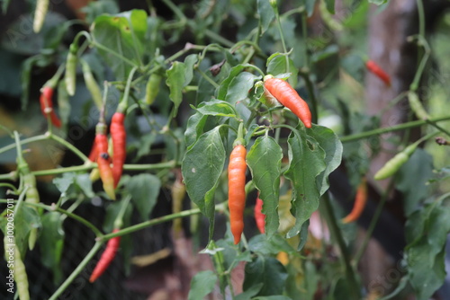 Chili Pepper Plant Growing: A vibrant red chili pepper hangs among its pale green counterparts on a lush plant, showcasing the beauty of nature's bounty. photo