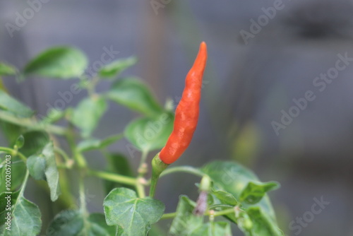 Chili Pepper Plant Growing: A vibrant red chili pepper hangs among its pale green counterparts on a lush plant, showcasing the beauty of nature's bounty. photo