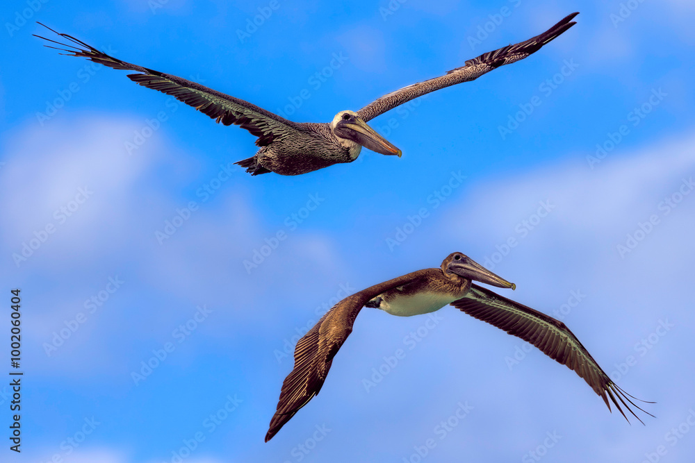 Brown pelicans (Pelecanus occidentalis), top: adult, nonbreeding plumage, below - juvenile. Cuba, Varadero area. Selective focus on bird's eye