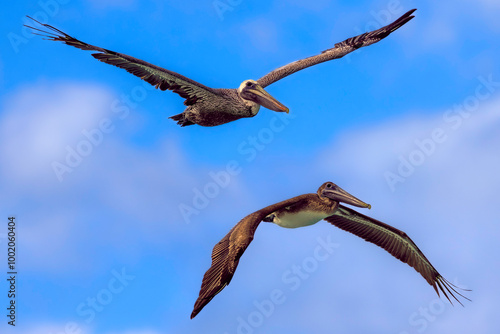 Obraz na płótnie Brown pelicans (Pelecanus occidentalis), top: adult, nonbreeding plumage, below - juvenile. Cuba, Varadero area. Selective focus on bird's eye w salonie