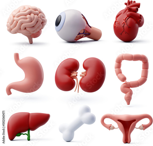 3d Vector Human organ, health and organs donation concept.