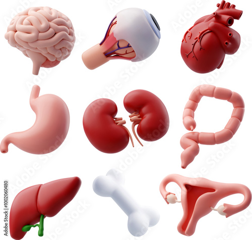 3d Vector Human organ, health and organs donation concept.
