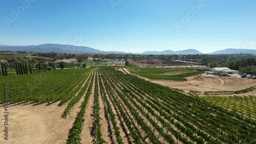 Wallpaper Mural Winery Vineyard Torontodigital.ca