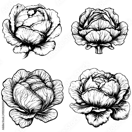 vegetables, editing materials, graphic design needs,