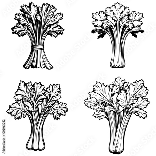 vegetables, editing materials, graphic design needs,