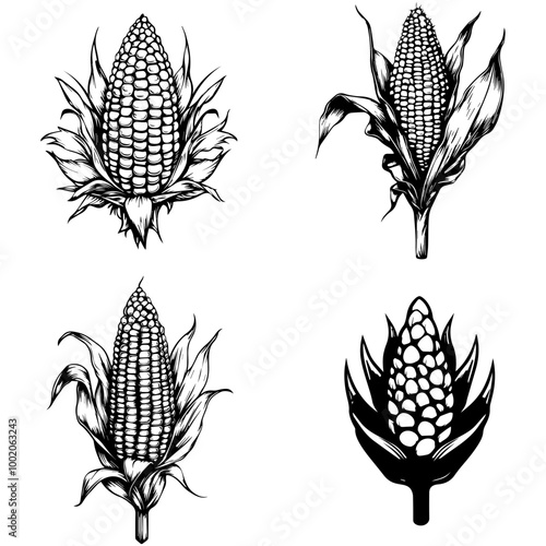 vegetables, editing materials, graphic design needs,