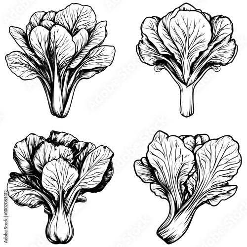 vegetables, editing materials, graphic design needs,