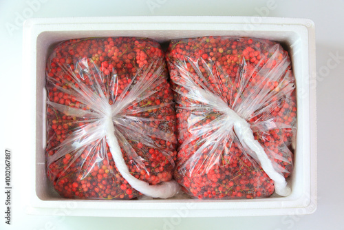 수확한 신선한 빨간색 오미자를 비닐봉지에 넣고 흰색 스티로폼 상자에 넣어 상하지 않도록 합니다