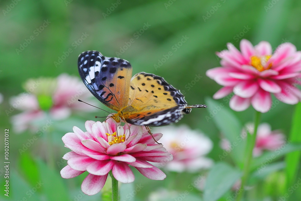 Obraz premium ヒャクニチソウに止まるツマグロヒョウモン