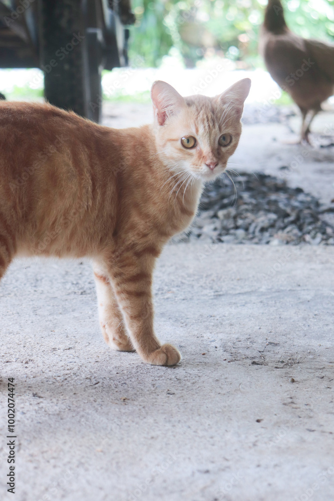 Fototapeta premium Orange tabby cat - Daily life.