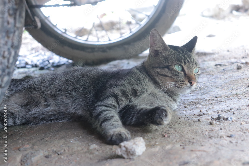 Obraz premium Tabby cat - Daily Life.