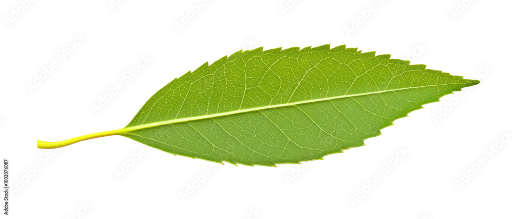 Obraz premium A single green leaf showcasing its intricate vein patterns and natural beauty.