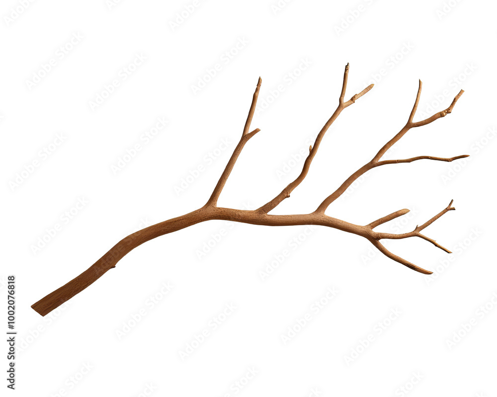 A dry branch with multiple thin twigs, isolated on a white background. A dry branch with multiple thin twigs, isolated on a white background.