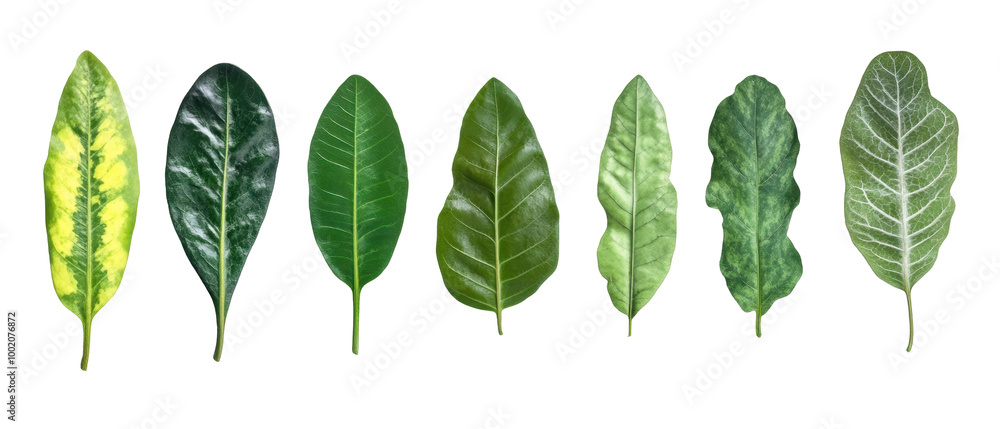 A collection of various leaves showcasing different shapes and colors. A collection of various leaves showcasing different shapes and colors.