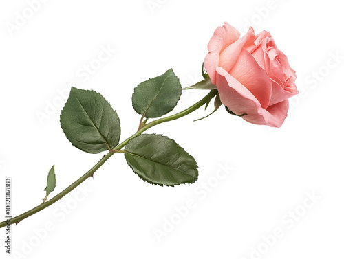 pink rose flower with leaf and stem isolated on white transparent background