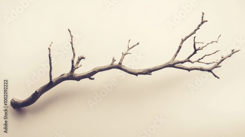 Single dry tree branch on light background