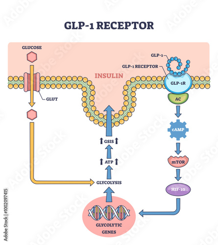 Diagram showing GLP-1 receptor pathway with glucose, insulin, and gene expression, outline diagram, transparent background.