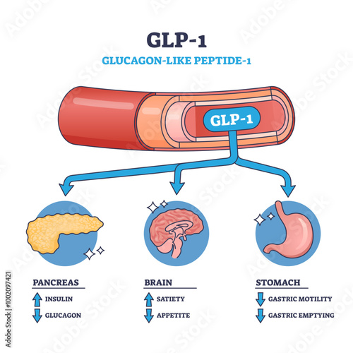 Diagram showing GLP-1 effects on pancreas, brain, and stomach, with arrows indicating actions, outline diagram, transparent background.