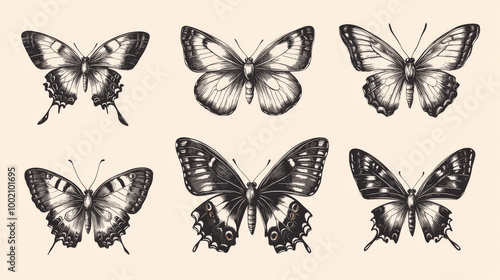 This is a beautiful drawing of butterflies and moths, representing freedom. It's perfect for a wedding card or logo. It's a vintage style illustration and would look great on any project.