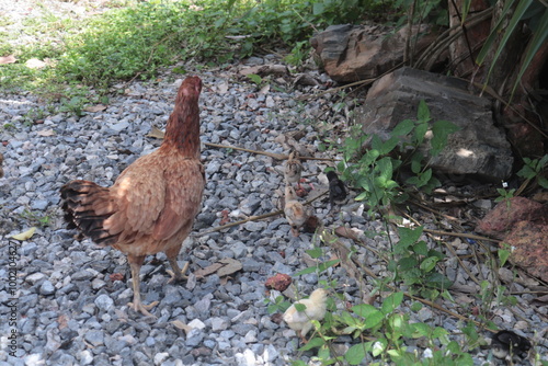 Mother Chicken and her chick. photo