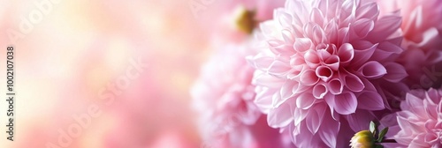 backdrop of dahlia blossoms in a future twilight shade