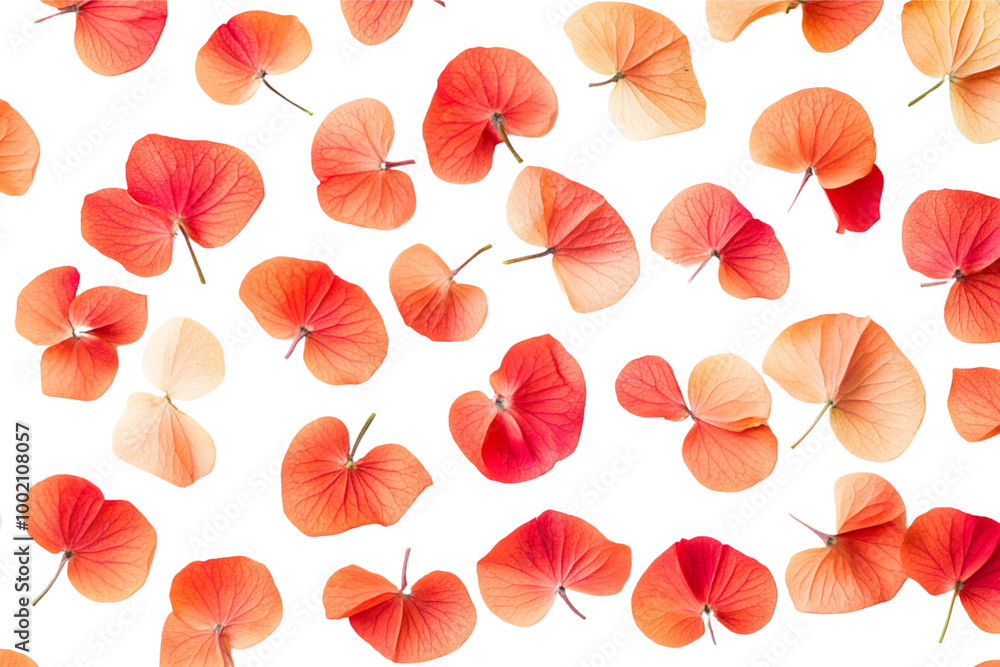 Abstract background with red flower petals on a white background, top view. Abstract background with red flower petals on a white background, top view.