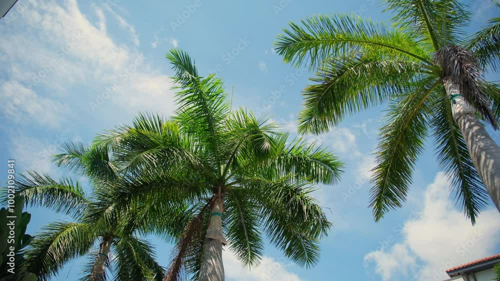 Camera looks up a palm trees on street. Sunny day and blue sky and sunlight