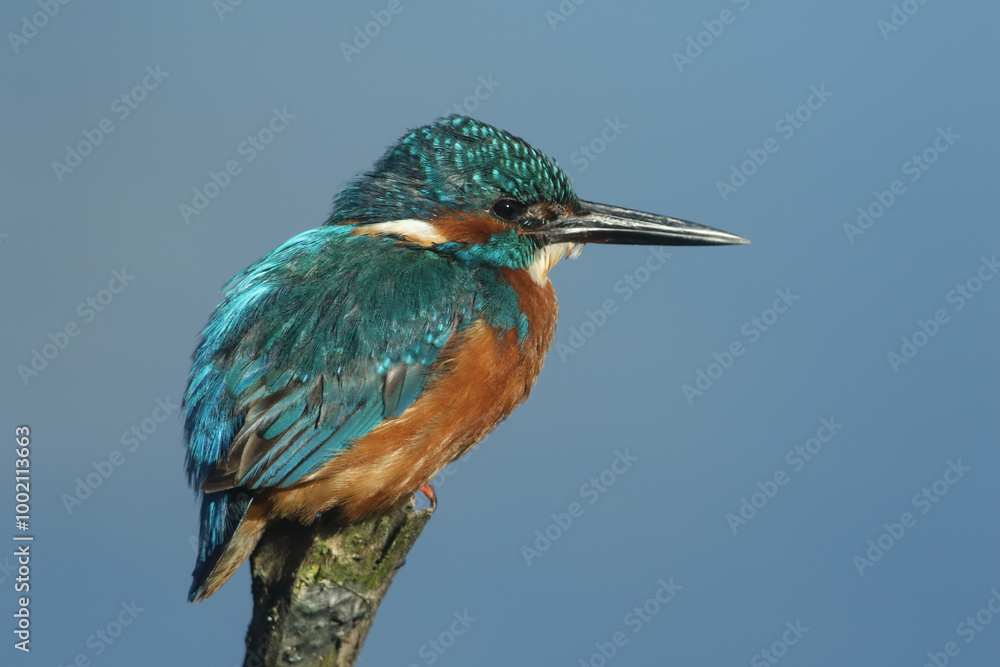 Fototapeta premium A Kingfisher, Alcedo atthis, is perching on a branch.